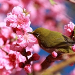 「桃の節句」桃は女性をきれいにするって知ってた?家族みんなで使えるコスメ♡桜や桃は女性を綺麗にする味方なのです